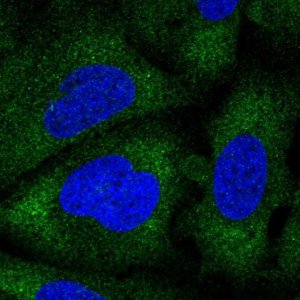Anti-NAA30 antibody produced in rabbit 