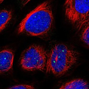 Anti-NAA40 antibody produced in rabbit 