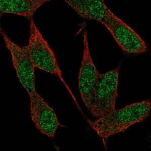 Anti-NAF1 antibody produced in rabbit 