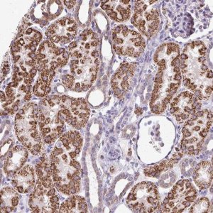 Anti-NAGPA antibody produced in rabbit 