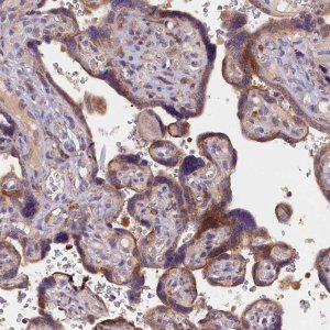 Anti-NAIP antibody produced in rabbit 