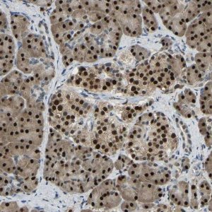 Anti-NANS antibody produced in rabbit 