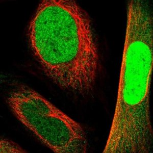 Anti-NANS antibody produced in rabbit 