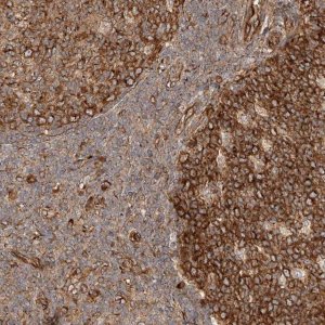 Anti-NAP1L1 antibody produced in rabbit 