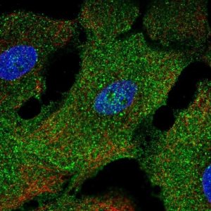 Anti-NAP1L2 antibody produced in rabbit HPA057065-100UL