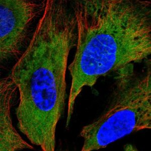 Anti-NAP1L2 antibody produced in rabbit HPA054050-100UL