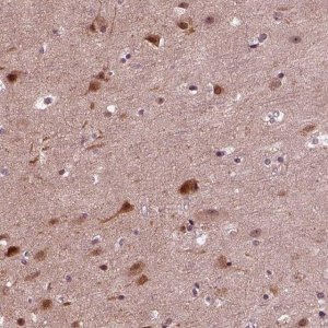 Anti-NAP1L5 antibody produced in rabbit 