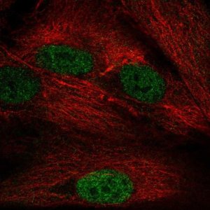 Anti-NAP1L5 antibody produced in rabbit 