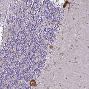 Anti-NAP1L6 antibody produced in rabbit 
