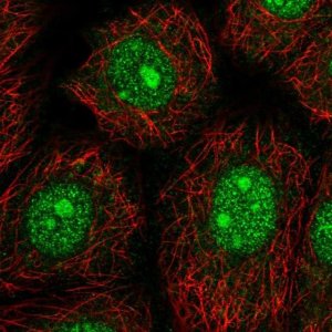 Anti-NARF antibody produced in rabbit 