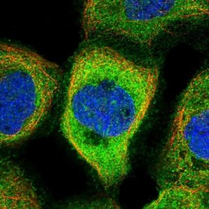 Anti-NARFL antibody produced in rabbit 
