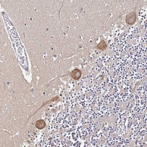 Anti-NARS antibody produced in rabbit 