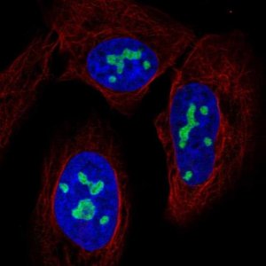 Anti-NAT10 antibody produced in rabbit 