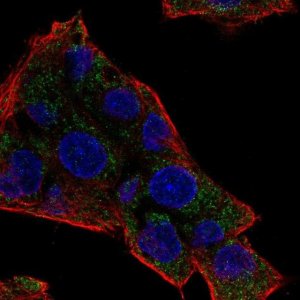Anti-NAT8 antibody produced in rabbit 
