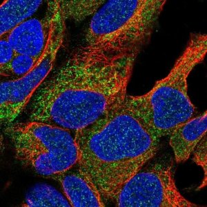 Anti-NAT8L antibody produced in rabbit 