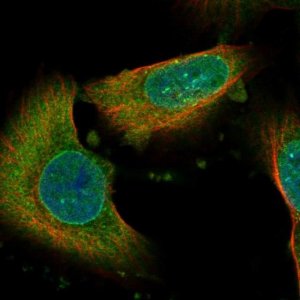 Anti-NAV3 antibody produced in rabbit 
