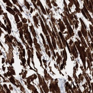 Anti-NBAS antibody produced in rabbit 