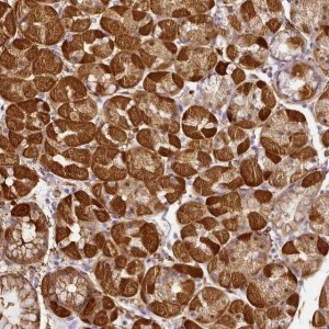 Anti-NBPF11 antibody produced in rabbit 