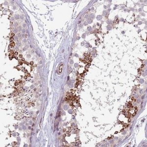 Anti-NBPF3 antibody produced in rabbit HPA046971-100UL