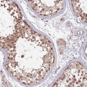 Anti-NBPF4 antibody produced in rabbit 