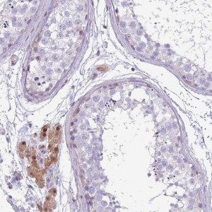 Anti-NBPF6 antibody produced in rabbit 