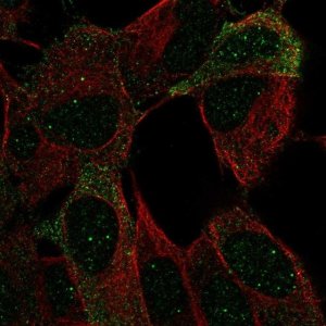 Anti-NCAM2 antibody produced in rabbit 