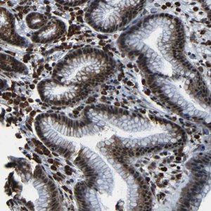 Anti-NCBP3 antibody produced in rabbit 