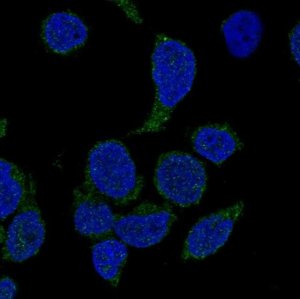 Anti-NCF4 antibody produced in rabbit 