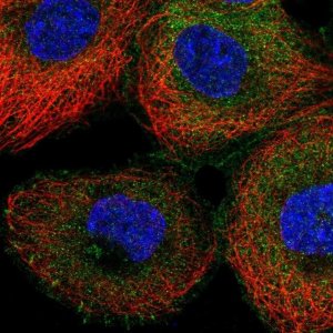 Anti-NCK1 antibody produced in rabbit 