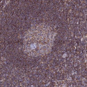 Anti-NCKAP1L antibody produced in rabbit 