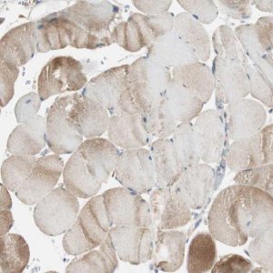 Anti-NCLN antibody produced in rabbit 