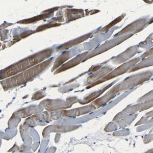 Anti-NCMAP antibody produced in rabbit 