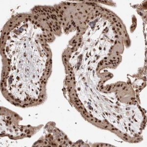 Anti-NCOA3 antibody produced in rabbit 