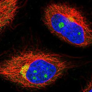 Anti-NCOA4 antibody produced in rabbit 