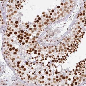Anti-NCOA5 antibody produced in rabbit 