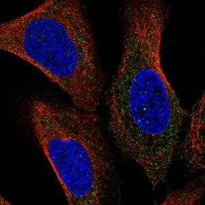 Anti-NCSTN antibody produced in rabbit 