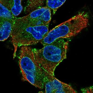 Anti-NDC1 antibody produced in rabbit 