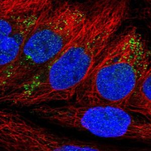 Anti-NDFIP2 antibody produced in rabbit 
