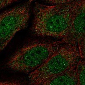 Anti-NDN antibody produced in rabbit 
