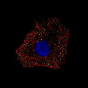 Anti-NDP antibody produced in rabbit 