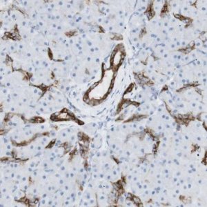 Anti-NDST4 antibody produced in rabbit 
