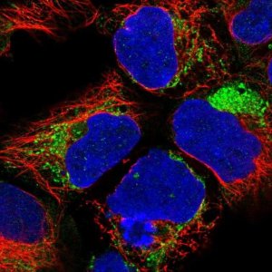 Anti-NDUFA1 antibody produced in rabbit 