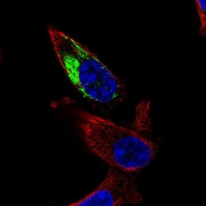 Anti-NDUFA11 antibody produced in rabbit HPA072209-100UL