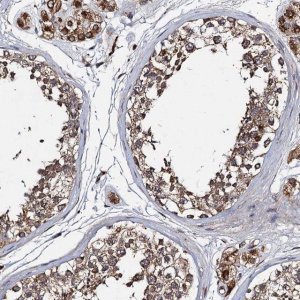 Anti-NDUFA13 antibody produced in rabbit 
