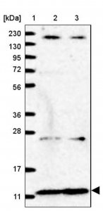 Anti-NDUFA2 antibody produced in rabbit HPA035933-100UL