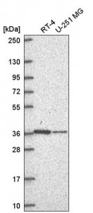 Anti-NDUFA9 antibody produced in rabbit HPA073212-100UL