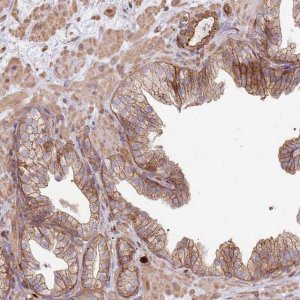 Anti-NDUFAF4 antibody produced in rabbit 