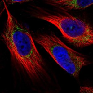 Anti-NDUFAF4 antibody produced in rabbit 