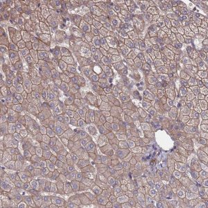 Anti-NDUFAF6 antibody produced in rabbit 