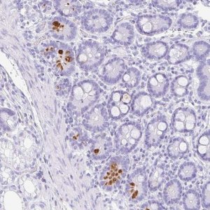 Anti-NDUFAF8 antibody produced in rabbit 